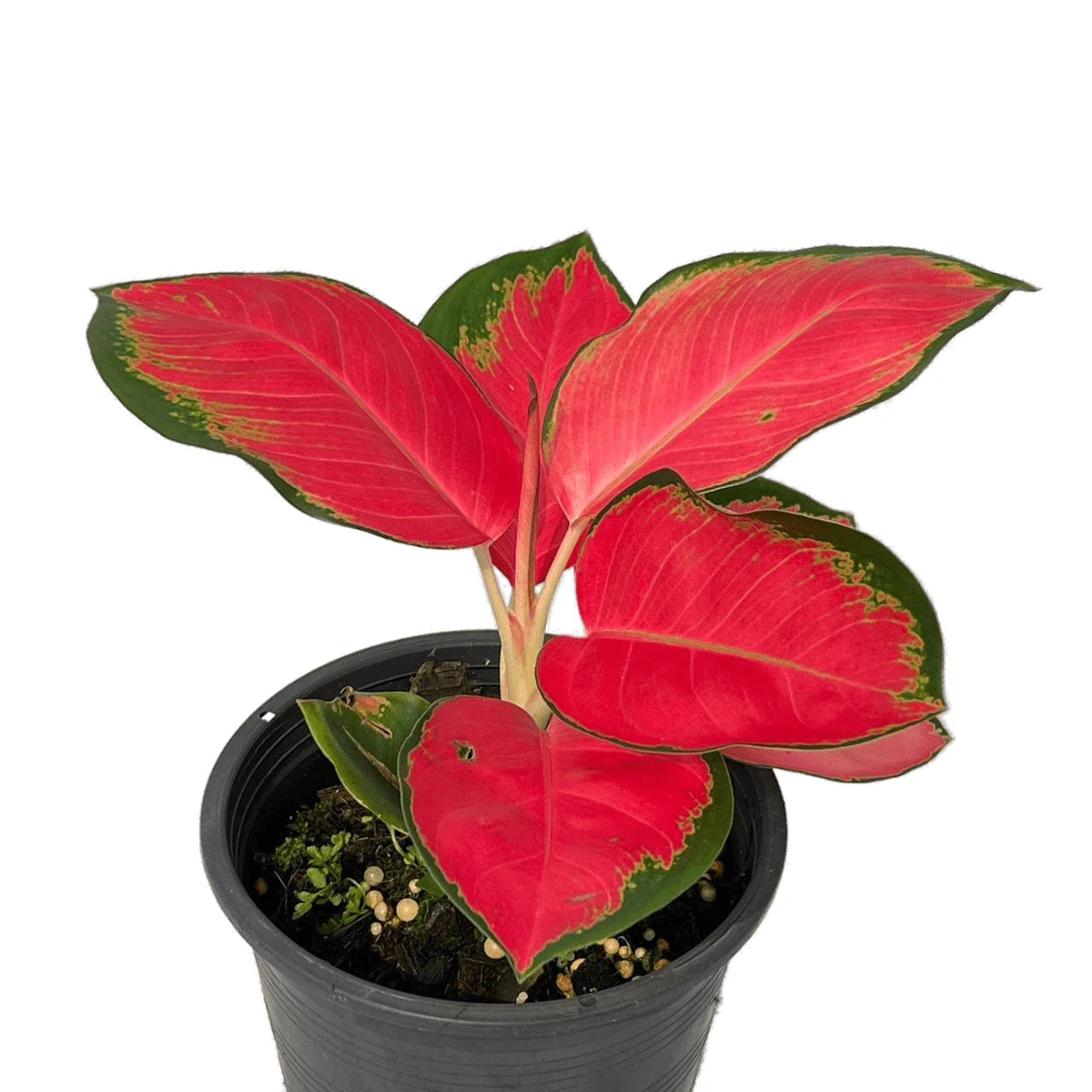 Aglaonema Thai Pink Beauty