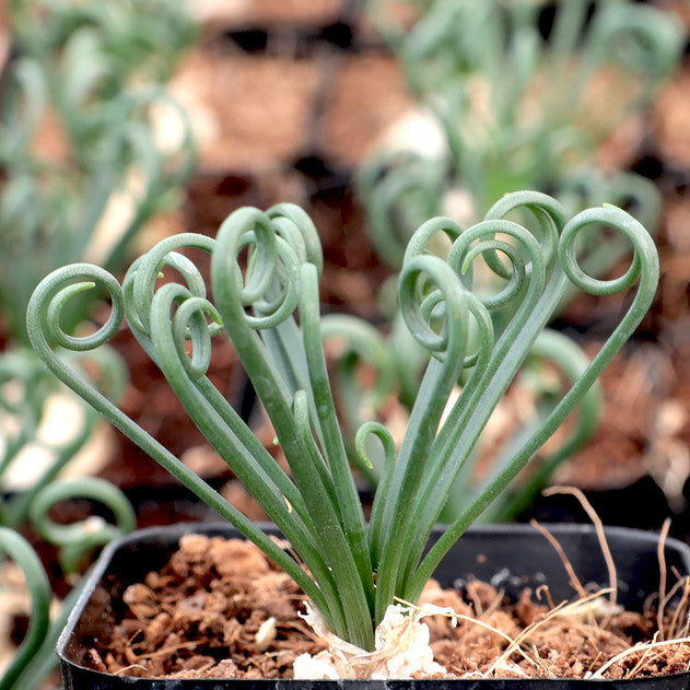 Albuca Spiralis Bare Rooted (Plant it Yourself) - plant store® 