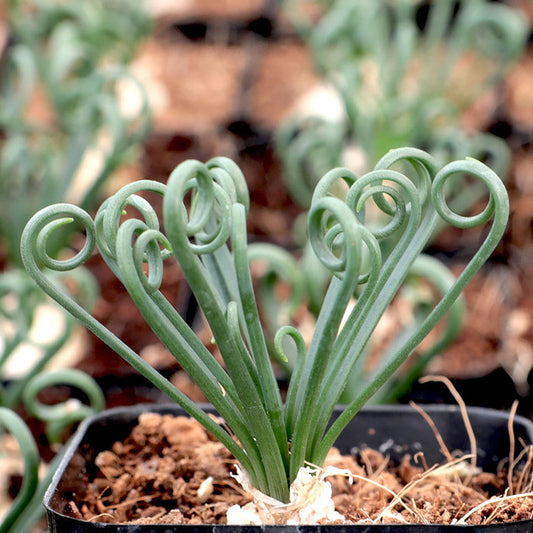 Albuca Spiralis Bare Rooted (Plant it Yourself) - plant store® 