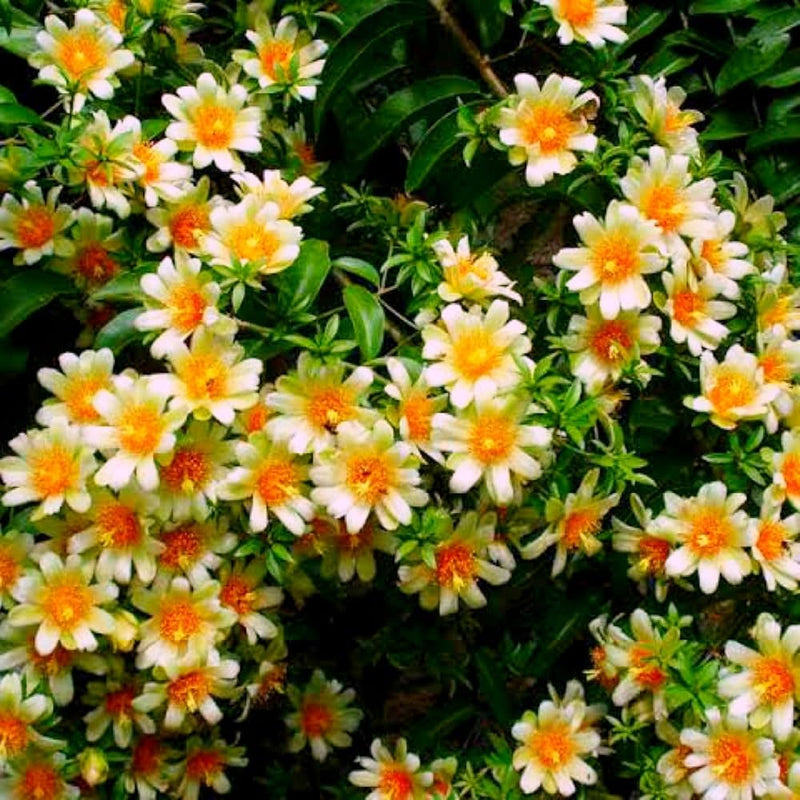 Lemon Vine Plant | Plant Store