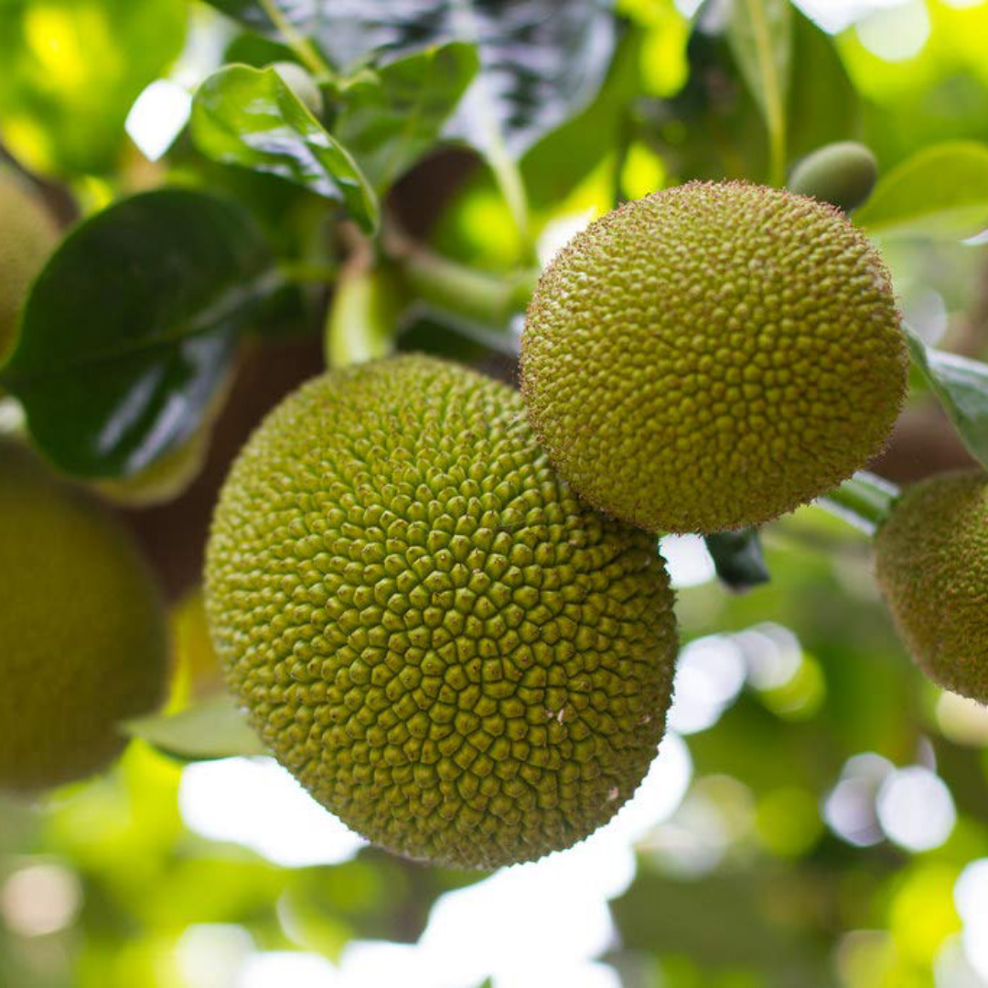 All Time (Baramasi) Jackfruit Grafted Tree