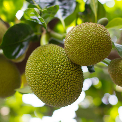 All Time Jackfruit Grafted Tree