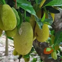 All Time (Baramasi) Jackfruit Grafted Tree