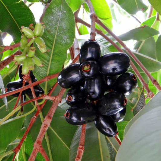 Thai King Jamun Grafted Tree