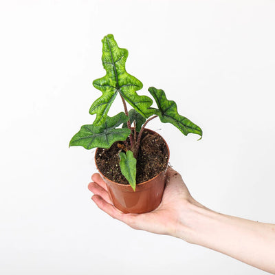 Alocasia Jacklyn