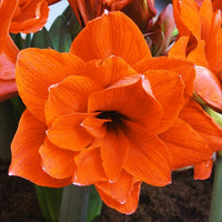 Amaryllis Lily Double Petal Flower Bulbs