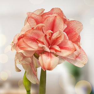 Amaryllis Lily Double Petal Flower Bulbs