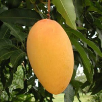 Amrapali Mango Grafted Tree