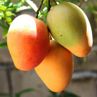 Amrapali Mango Grafted Tree