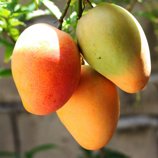 Amrapali Mango Grafted Tree