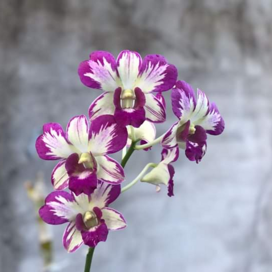 Dendrobium Ang Peng Boon (Seedling Size)