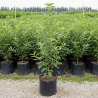 anna apple plant variety in poly bag. 4 ft height. 4-5 branches, less bushier, no fruit, plant should taller.. nursery set up.. dimension 1080x1080
