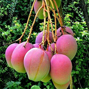 Apple Mango Grafted Tree