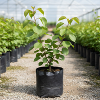 Khumani (Apricot) Grafted Tree