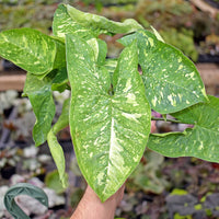 Syngonium Panda Galaxy