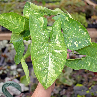 Syngonium Panda Galaxy