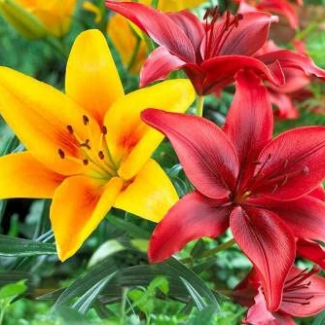 Asiatic Lily or Lilium Bulbs - Mix Colour