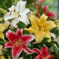 Asiatic Lily or Lilium Bulbs - Mix Colour