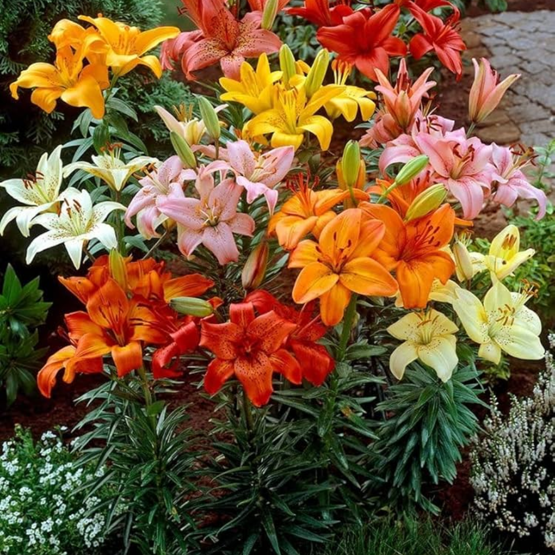 Asiatic Lily or Lilium Bulbs - Mix Colour