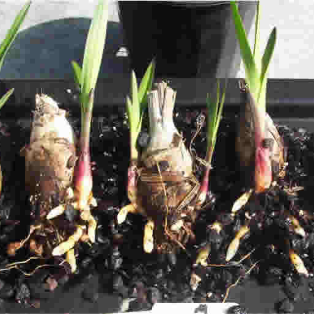 Flowering Crocus Bulbs