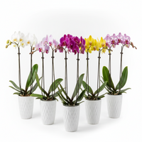 Assorted Phalaenopsis Orchid Combo (With Buds)