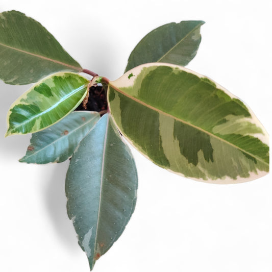 Rubber Plant Tineke, Ficus Elastica