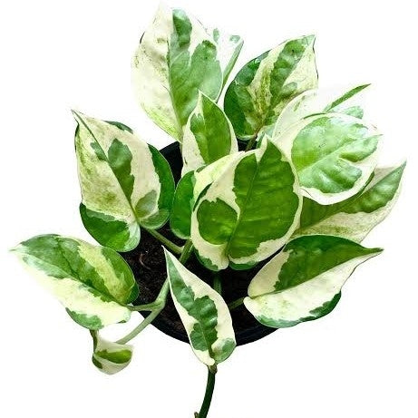 Money Plant N'Joy - Epipremnum Aureum Marble Prince