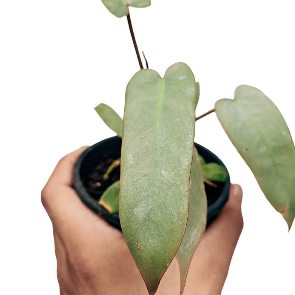 Philodendron Atabapoense - plant store® 