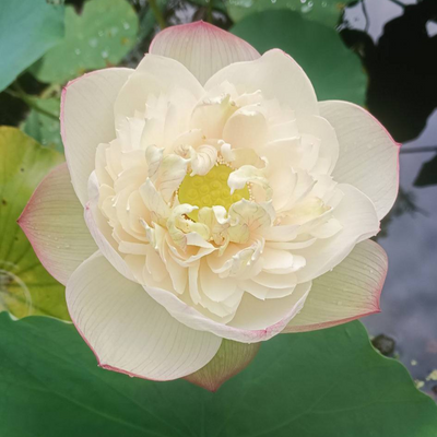 Bao Bao Lotus Tuber