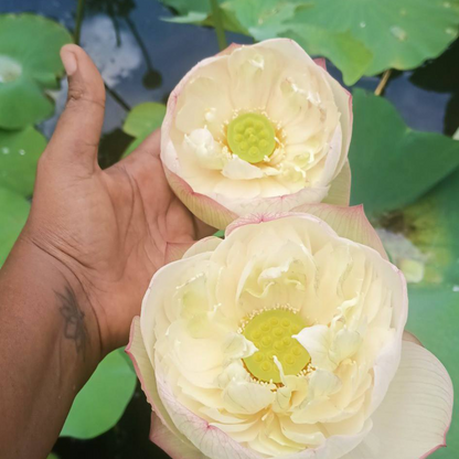 Bao Bao Lotus Tuber