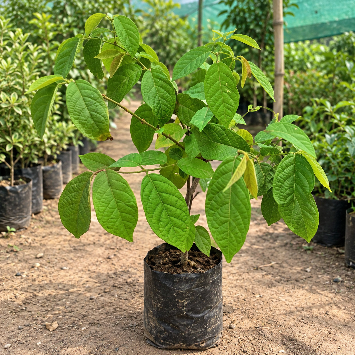 Madhu Malti Double Petal Flowering Plant