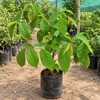 Madhu Malti Double Petal Flowering Plant