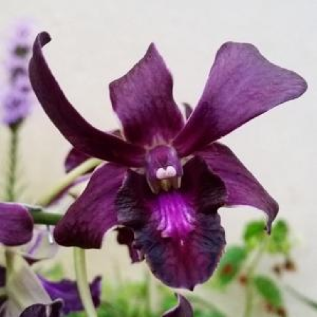 Dendrobium Bertha Chong × Blue Violetea (Blooming Size)