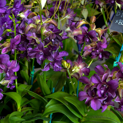 Dendrobium Bertha Chong × Blue Violetea (Blooming Size)