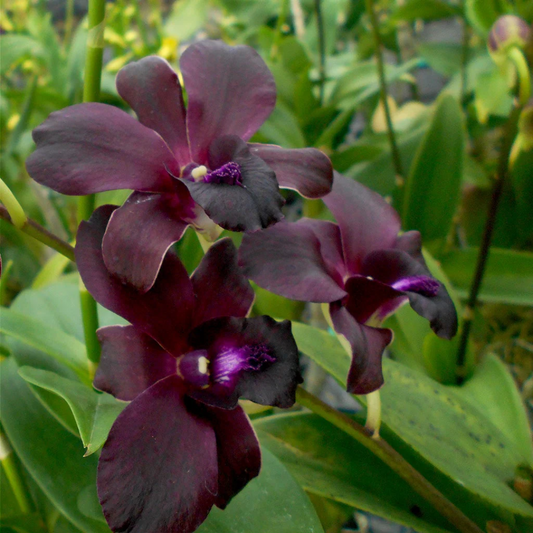 Dendrobium Bertha Chong × Blue Violetea (Blooming Size)