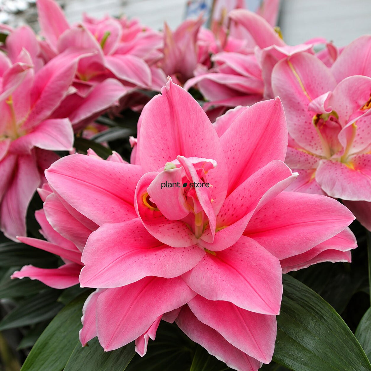 Oriental Lily - Murillo (Double) Bulbs