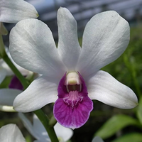 Dendrobium Big Charming (Blooming Size)