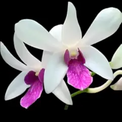 Dendrobium Big Charming (Blooming Size)