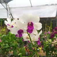 Dendrobium Big Charming (Blooming Size)
