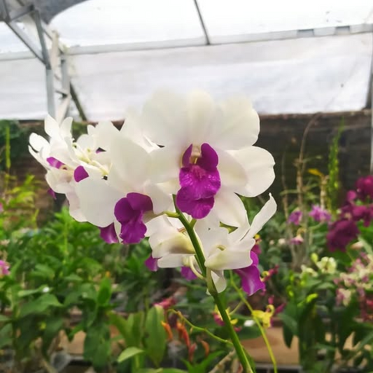 Dendrobium Big Charming (Blooming Size)