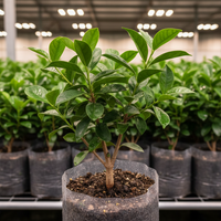Black Surinam Cherry Grafted Plant