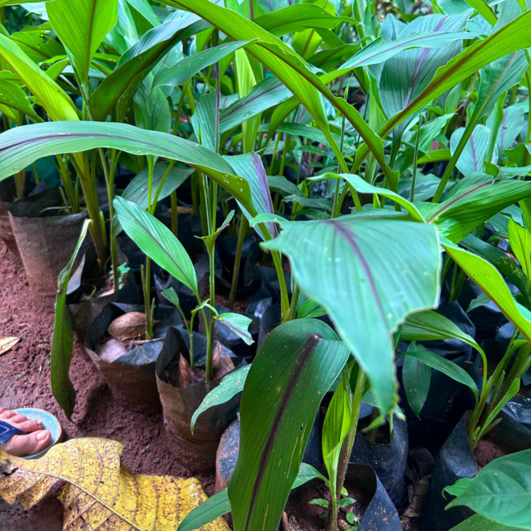 Black Ginger Bulbs