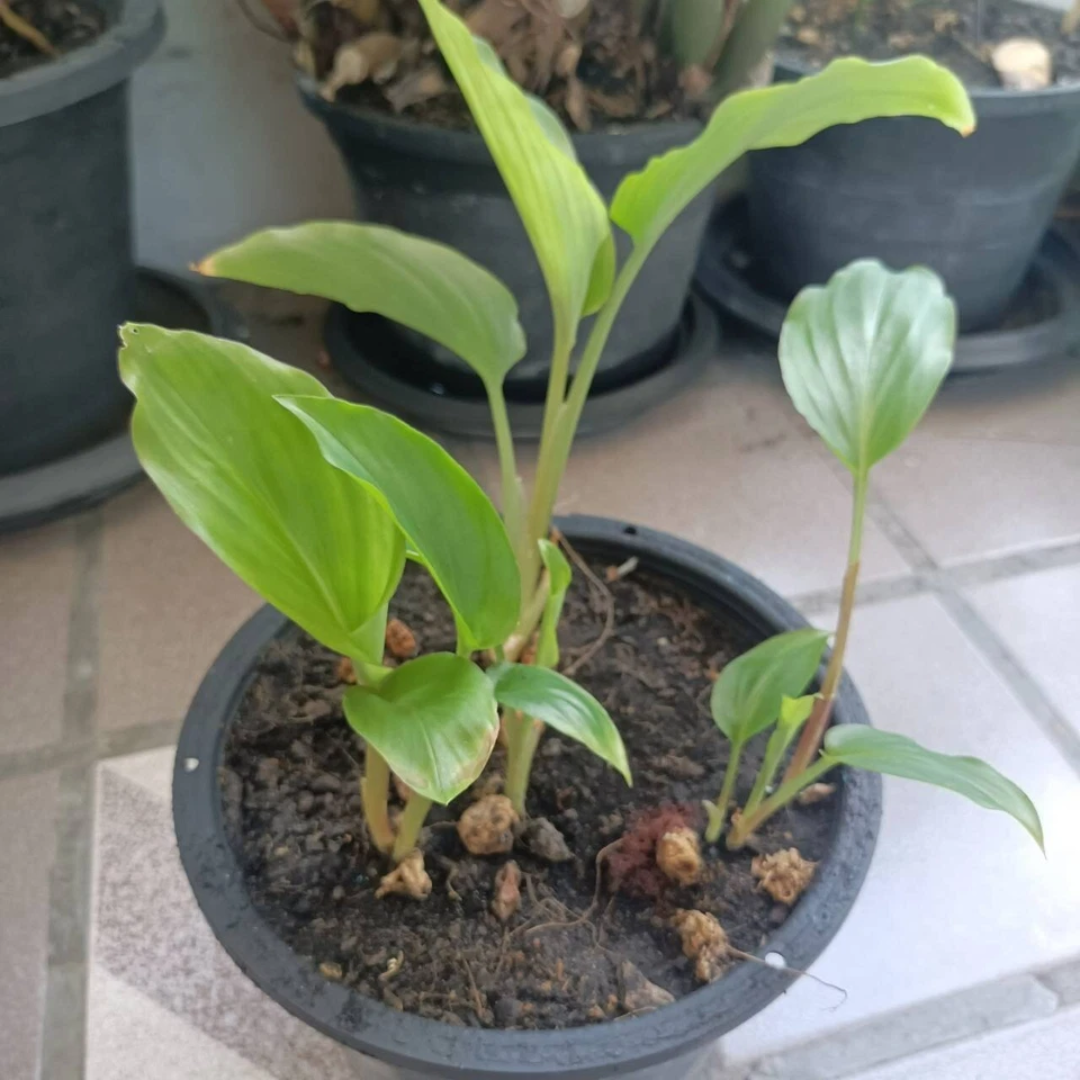 Black Ginger Bulbs