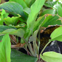 Black Ginger Bulbs