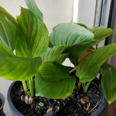 Black Ginger Bulbs