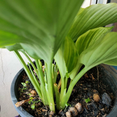 Black Ginger Bulbs