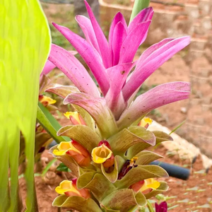 Black Turmeric Bulbs