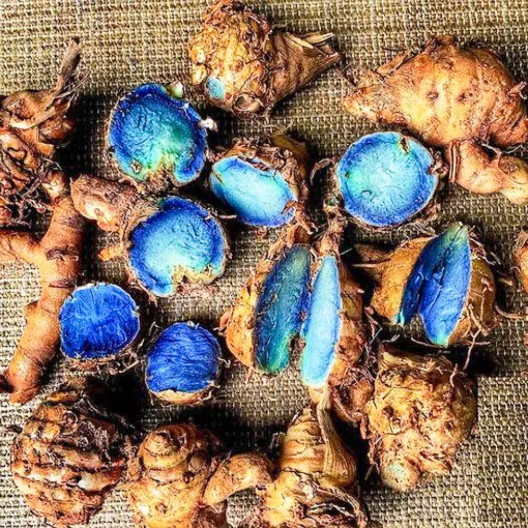 Black Turmeric Bulbs