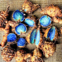 Black Turmeric Bulbs