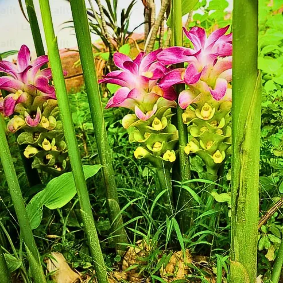 Black Turmeric Bulbs